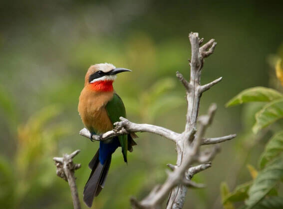 White-fronted-bee-eater