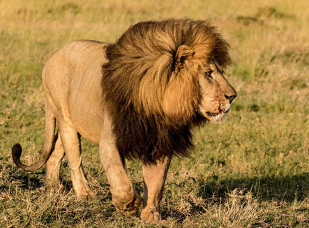 BIG-male-lion