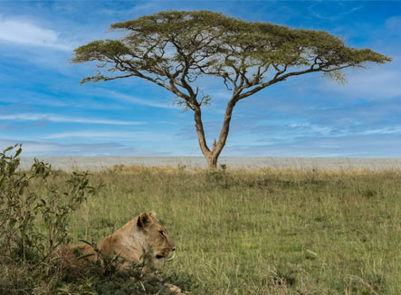 Experience-the-Serengeti