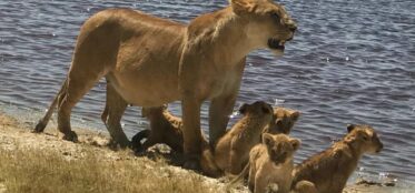 Lioness and cubs at watering hole