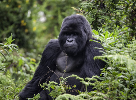 Rwanda-Gorilla