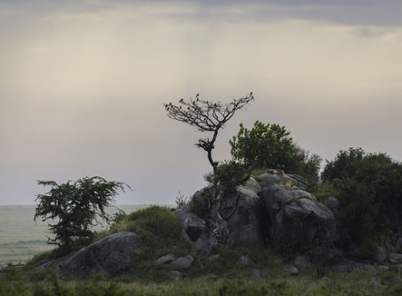 Serengeti-2018-03-192