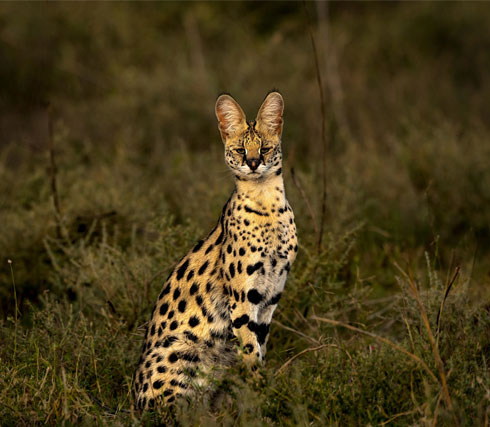 Serval-cat