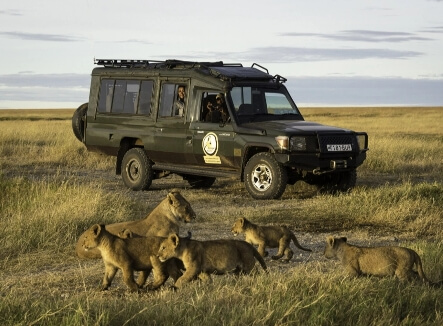 Unique-vehicle-with-lions