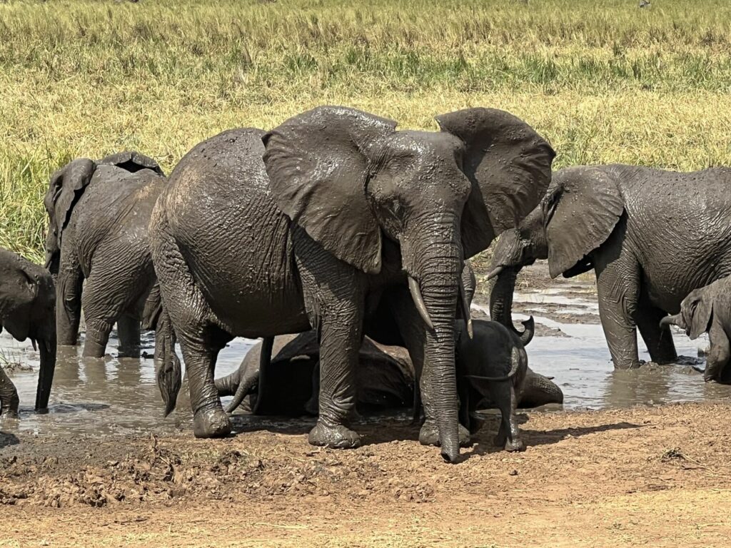 Group of large elephants seen while on a luxury safari in Tanzania