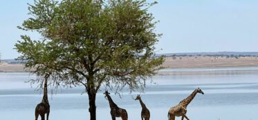 Sighting of 4 Giraffes by a tree while on a Luxury Safari in Tanzania